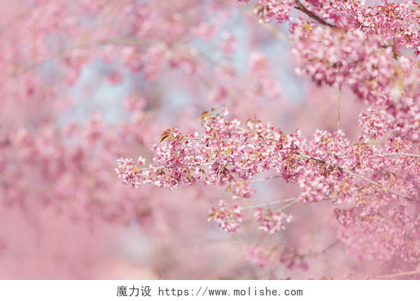 盛开的樱花樱花背景在春天韩国日本樱花盛开